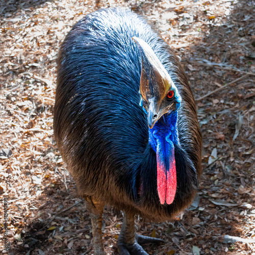 Beautiful Vivid colours of red blue pink and black Cassowary Casuaris with large red eyes and big horn on the head Sydney NSW Australia photo