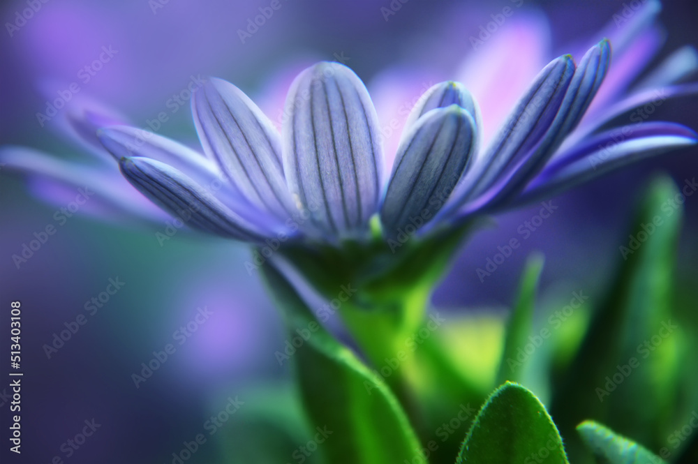 Close up of blue African daisy (Osteospermum)