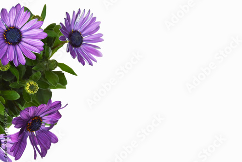 African daisies or Osteospermum isolated on white background with copy space photo