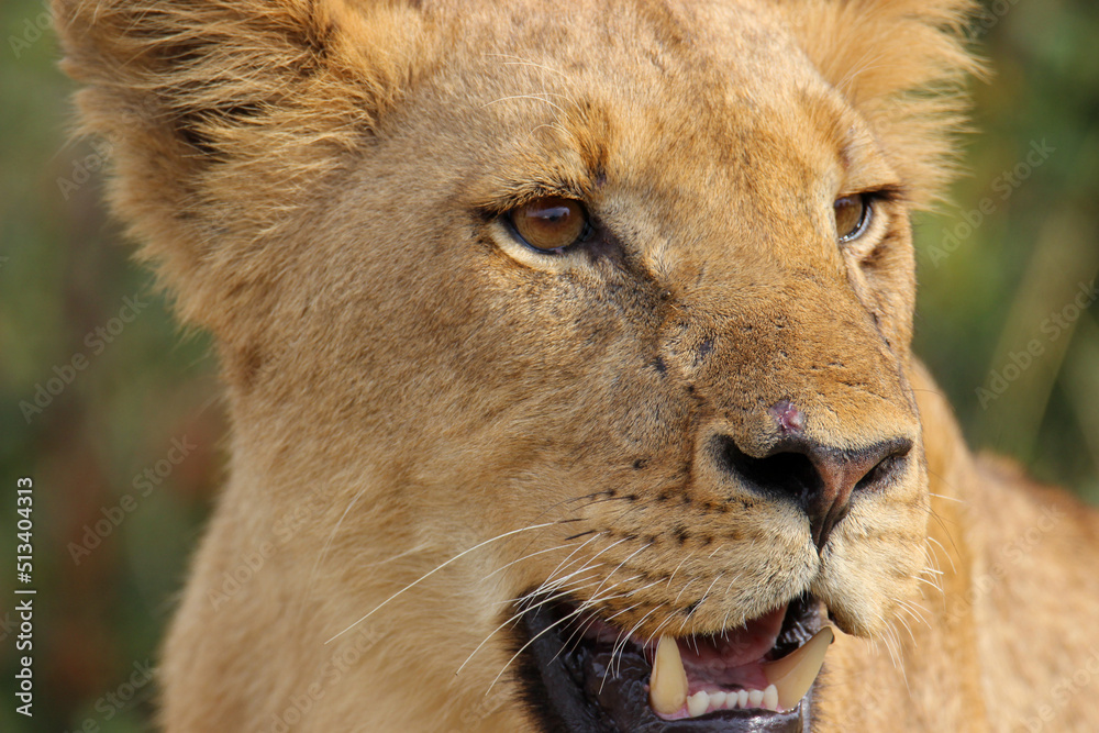 Obraz premium Lioness in Kruger National Park, South Africa