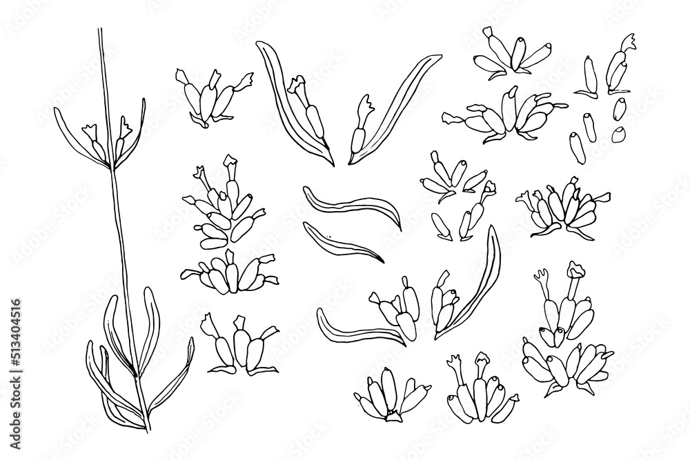 Set of hand drawn sketch of Lavender flower isolated on white background. Vintage vector illustration. France provence retro pattern for romantic fresh design concept. Vector sketch