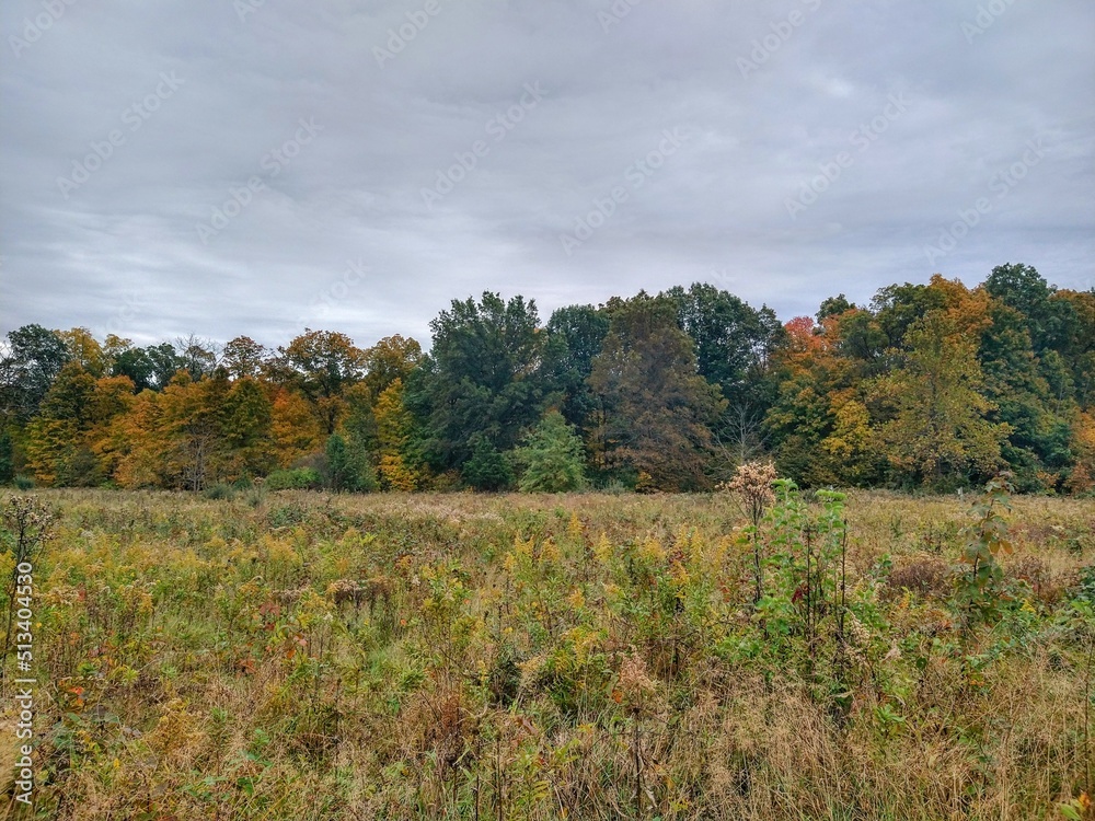 Overcast Cloudscape Over Autumn Park Wheat Field and Colorful Trees Overcast Cloudscape Over Autumn Park Wheat Field and Colorful Trees