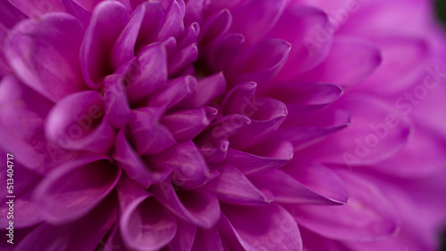Close-up of a bright purple violet lilac dahlia bloom  formal decorative type  against a background of other dahlias and foliage beautiful flowers close-up selective focus  copy space.