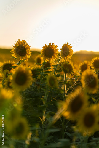 Campo de girasoles maduros y muy amarillos con cielo azul despejado al atardecer