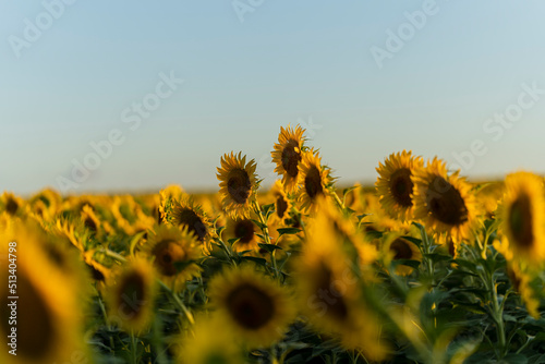 Wallpaper Mural Campo de girasoles maduros y muy amarillos con cielo azul despejado al atardecer Torontodigital.ca