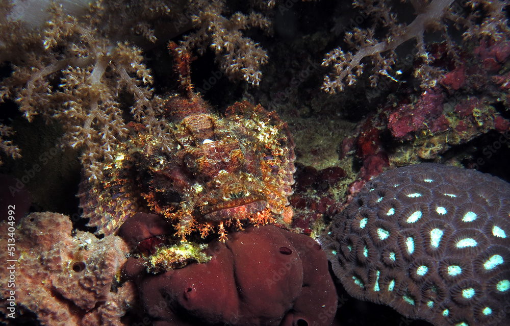 Fototapeta premium A Bearded scorpionfish camouflaged amongst corals Cebu Philippines