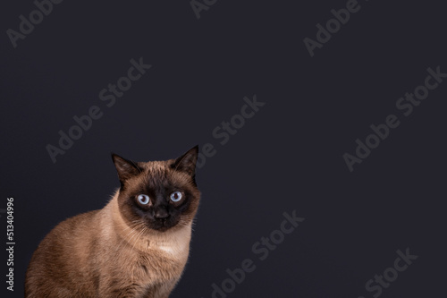 Gato siameês isolado em fundo azul escuro © Tiago Luiz