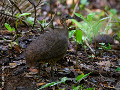 Great Tinamou on the rainforest floor