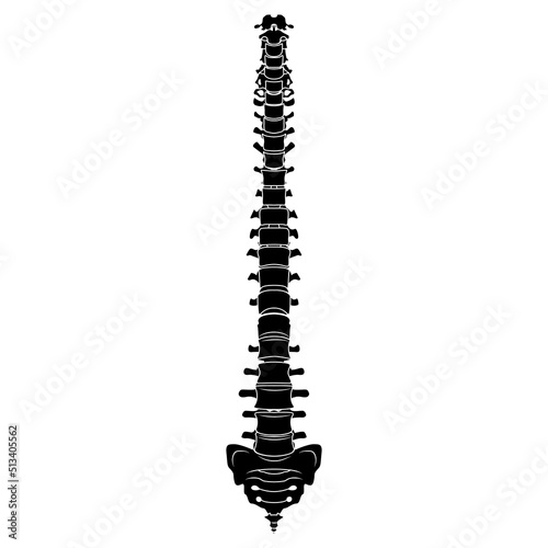 Skeleton Human Vertebral column silhouette spine body bones - sacrum  vertebrae  coccyx front Anterior ventral view flat black color concept Vector illustration of anatomy isolated on white background