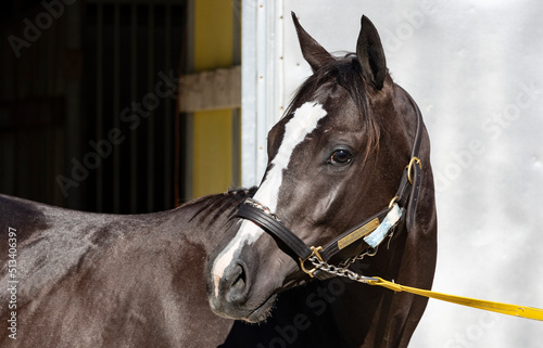 Portrait of a two-year-old Thoroughbred filly with her head turned with an identification tag attached to her halter.