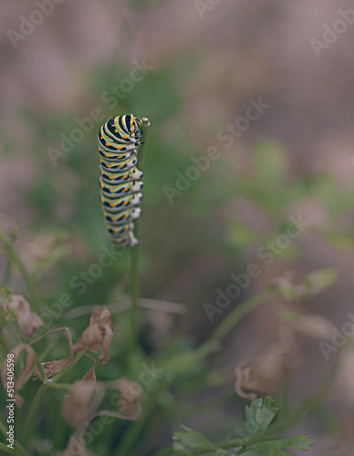 Black swallowtail caterpillar