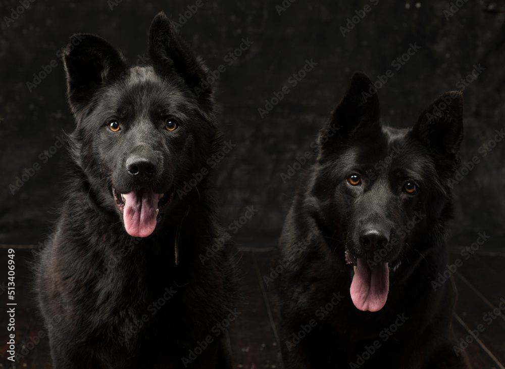 Portrait of two German shepherds of mom and son on a dark background isolated