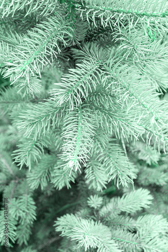 Closeup view of beautiful coniferous branches. Photo in mint colors