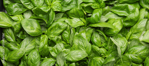 Fresh green basil leaves as background
