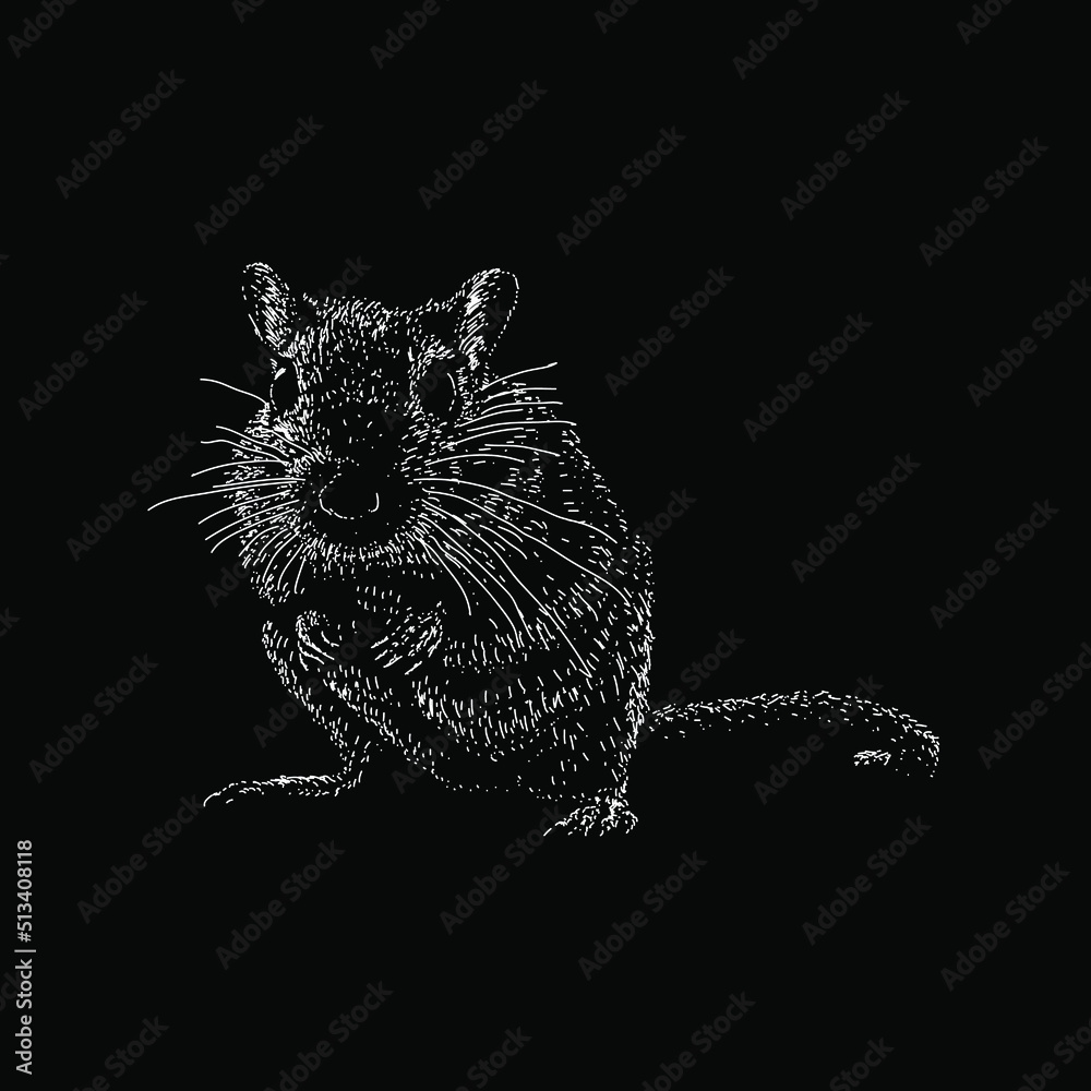 Gerbil hand drawing vector illustration isolated on black background Gerbil hand drawing vector illustration isolated on black background