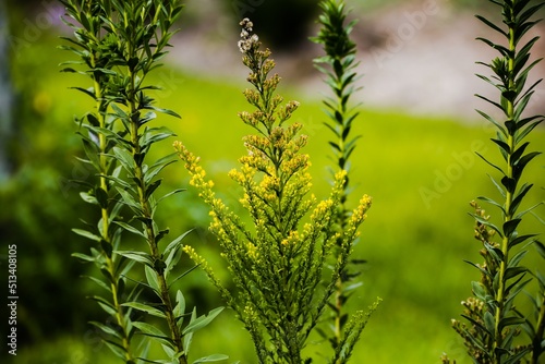 Close up of Canada Goldenrod flowers blooming