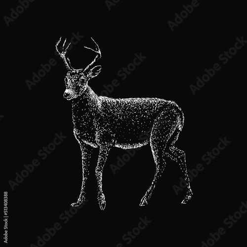 Key Deer hand drawing vector illustration isolated on black background