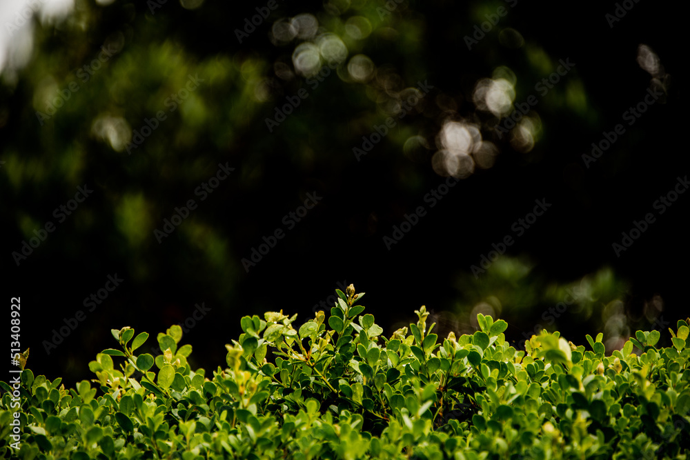 green grass background green grass background