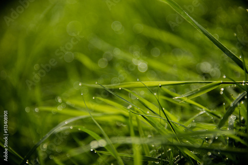 dew on grass