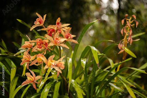 red and yellow flower