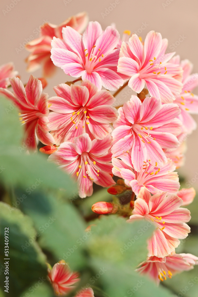 Fototapeta premium pink and white flowers