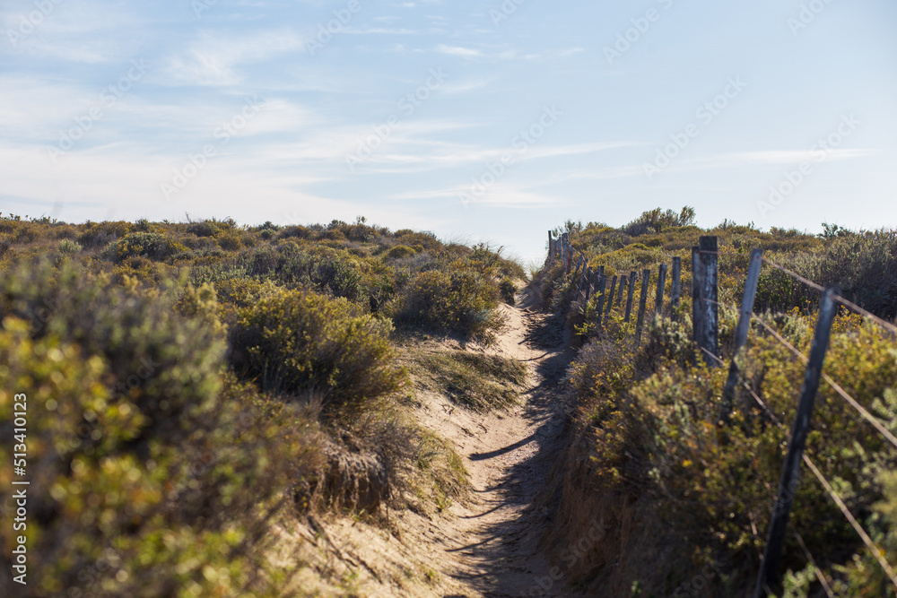 Sandy path in the dunes between dry grasses and bushes