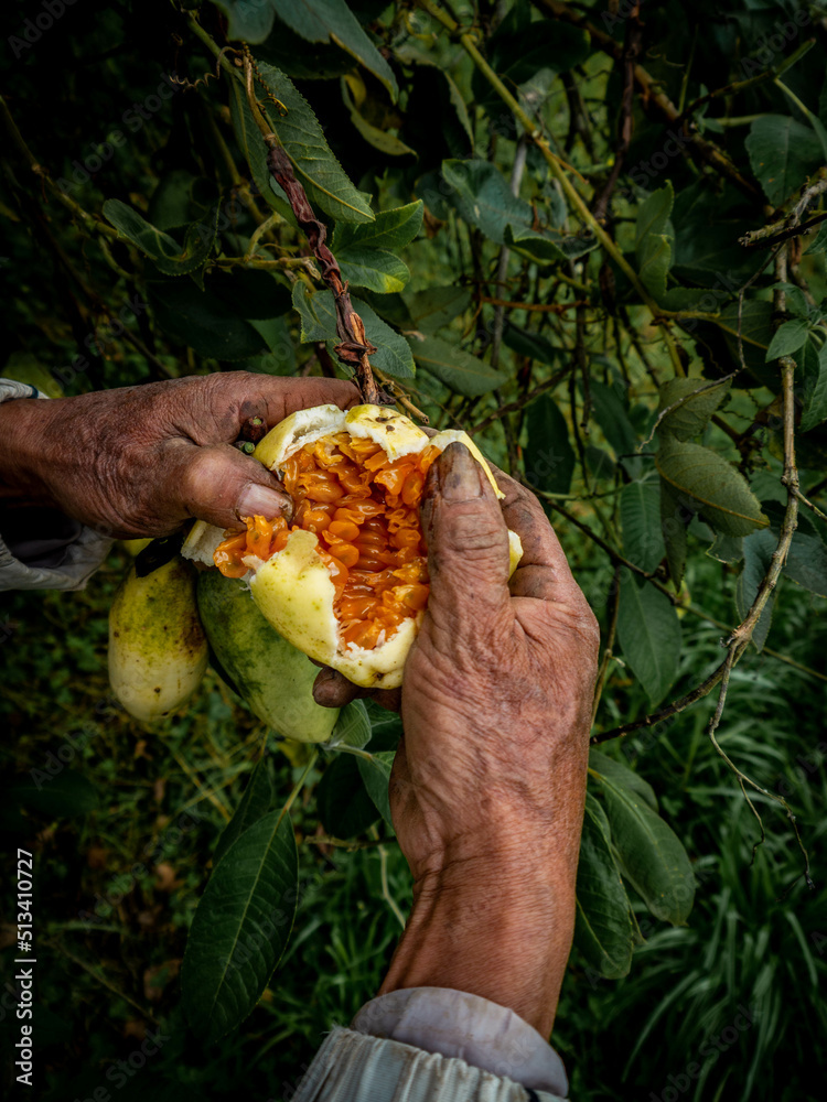 Fruta típica del Perú, Tumbo. Fruta típica del Perú, Tumbo.