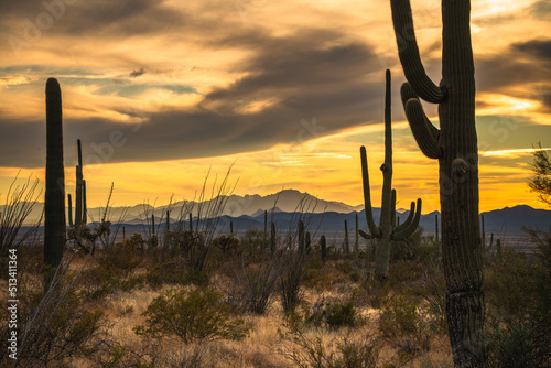Tucson Arizona Saguaro National Park. Vibrant desert sunset. © mdurson