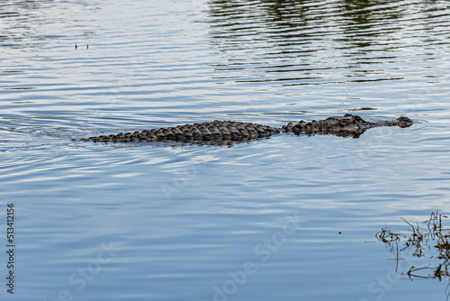alligator in the water