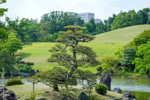 きれいな形のクロマツと春の日本庭園のコラボ情景＠万博公園、大阪 photo