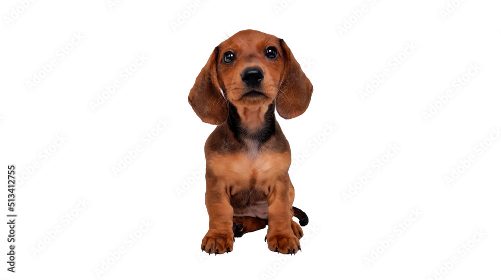 A Dachshund dog on a white background. Puppy 2 months sits and begs isolated in white background