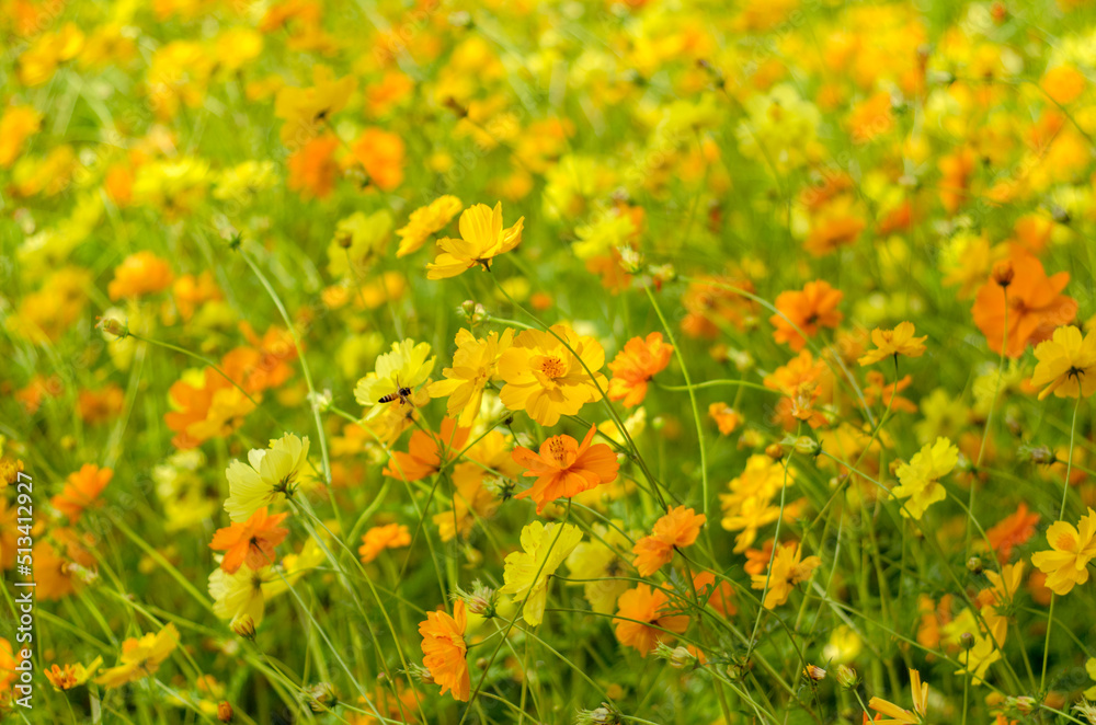 Yellow starburst flowers background image in the garden with bee flying. Yellow starburst flowers background image in the garden with bee flying.