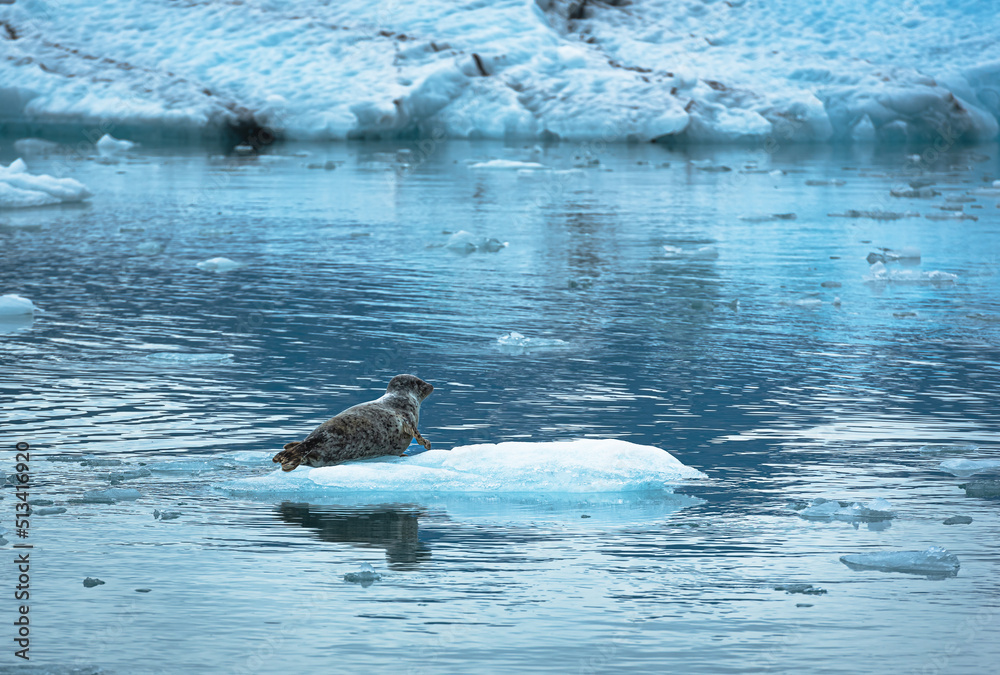 Fototapeta premium Harbor Seal haul out on ice floes near Columbia glaciers in Prince William Sound on the south coast of the U.S. state of Alaska.
