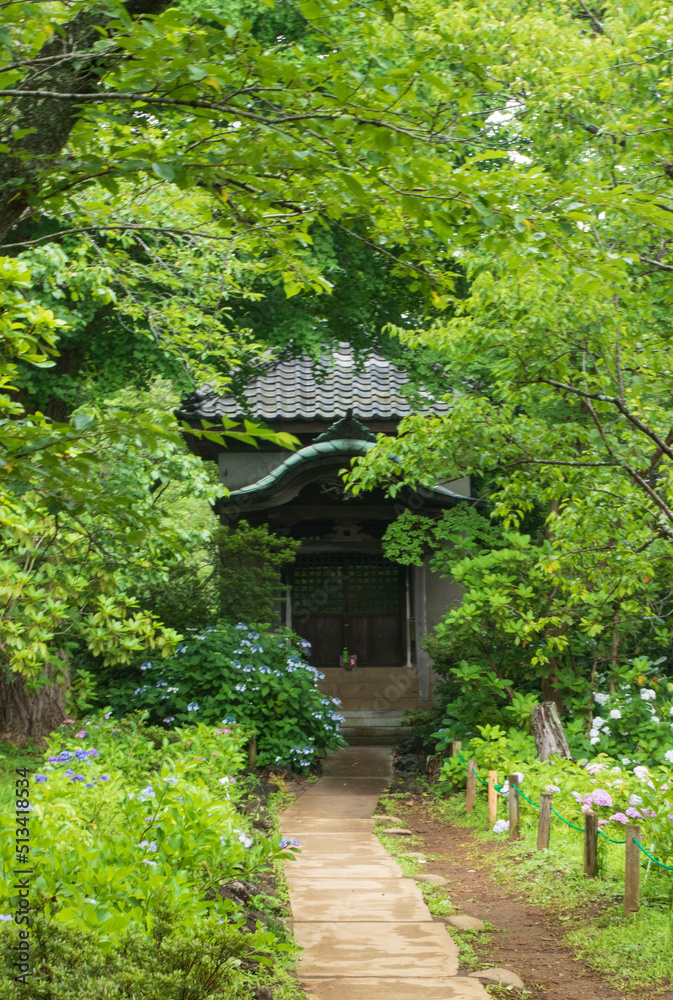 日本の6月のアジサイ　森の中の差風建築へと続く小路と紫陽花