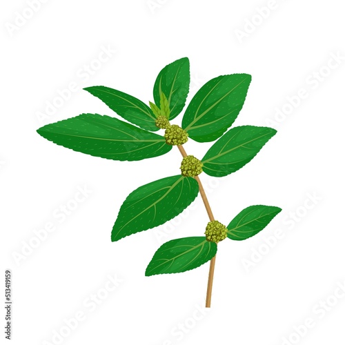 Vector illustration, Euphorbia hirta or asthmatic weed, snake weed, milk weed, isolated on white background.