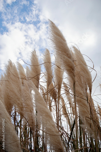 Obraz na płótnie Pampa grass with cloudy sky w salonie