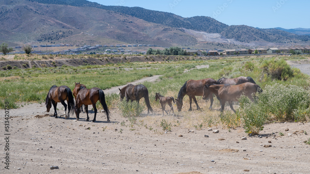 Wild Mustang Horse family with a new born Foal or Colt in the Nevada desert near Reno.