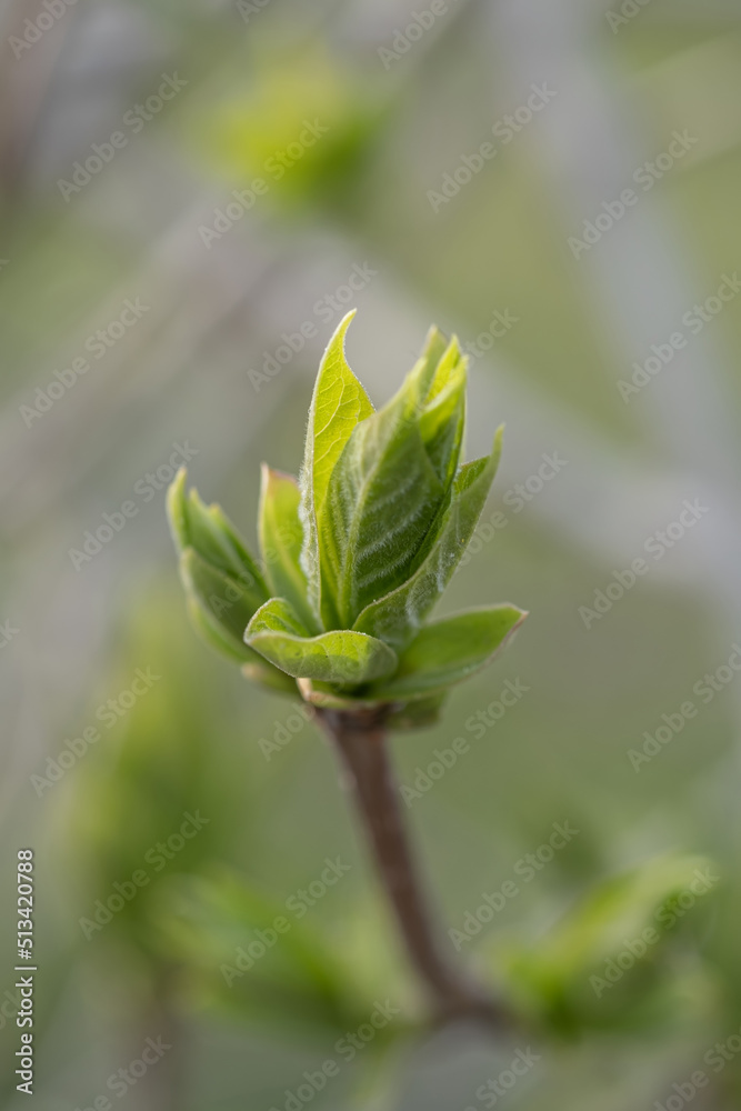 A branch with young leaves in natural conditions in spring. A branch with young leaves in natural conditions in spring.
