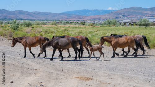 Wild Mustang Horse family with a new born Foal or Colt in the Nevada desert near Reno.