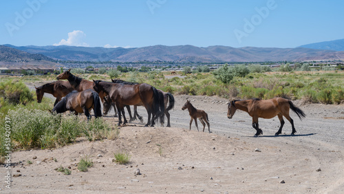 Wild Mustang Horse family with a new born Foal or Colt in the Nevada desert near Reno. © gchapel