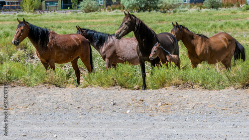 Fototapeta Naklejka Na Ścianę i Meble -  Wild Mustang Horse family with a new born Foal or Colt in the Nevada desert near Reno.