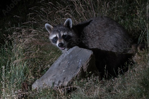 Raccoon foraging at night.