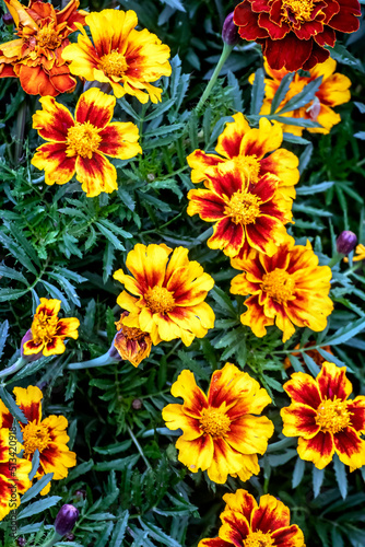 bright fresh flowers marigolds in the garden