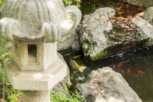 神社の池で泳ぐ鯉