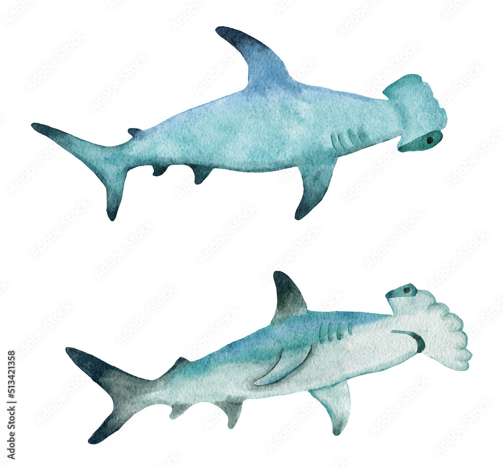 Fototapeta premium Watercolor hand dawn hammerhead shark, tropical dangerous fish, sea ocean underwater wildlife, natural endagered species nautical print poster.