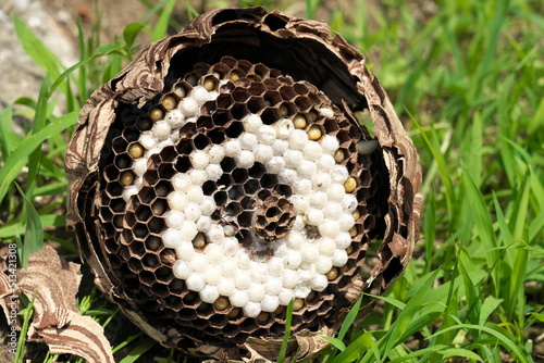 Tokyo,Japan - June 27, 2022: Exterminated beehive of wasp or yellow jacket or hornet or Vespa mandarinia
 photo