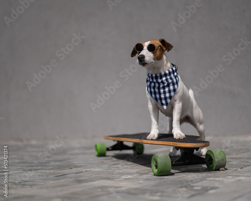 Fototapeta Naklejka Na Ścianę i Meble -  Jack Russell Terrier dog dressed in sunglasses and a checkered bandana rides a longboard. 