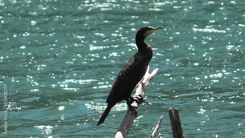 cormorano