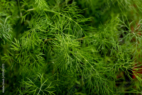 Branches of growing fresh dill close-up