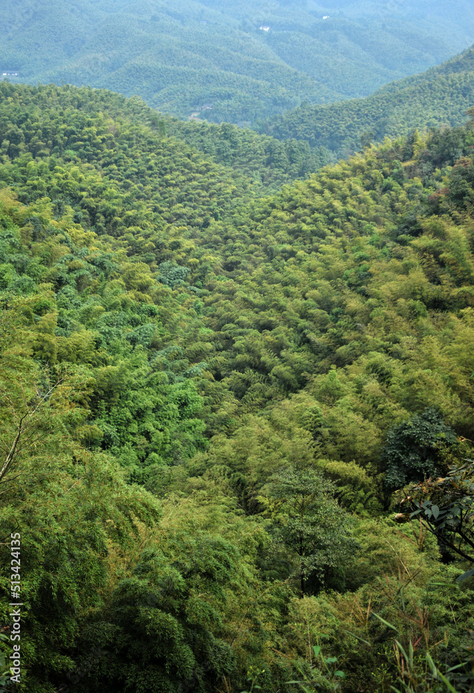 bamboo forest bamboo forest